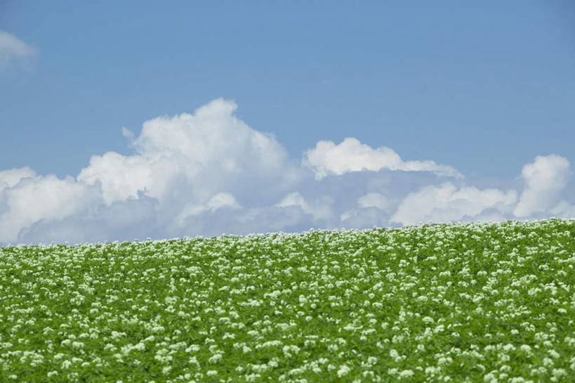 无人,农田,横图,室外,白天,正面,旅游,度假,庄稼,农作物,花海,花圃,美景,植物,叶子,北海道,日本,亚洲,许多,朦胧,模糊,盛开,景观,云,云朵,花蕾,云彩,娱乐,花,花瓣,花朵,花卉,鲜花,蓝色,绿色,白色,白云,蓝天,天空,自然,花丛,花束,花田,天,花苞,花蕊,享受,休闲,景色,放松,晴朗,自然风光,东亚,日本国,北海道地方,北海道岛,美瑛町,美瑛,晴空,彩图,耕地,庄稼田