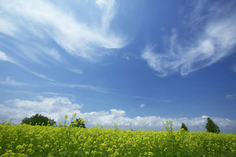 无人,横图,室外,白天,仰视,旅游,度假,花海,花圃,美景,植物,叶子,北海道,日本,亚洲,朦胧,模糊,盛开,景观,云,云朵,花蕾,云彩,娱乐,花,花瓣,花朵,花卉,鲜花,树,树木,黄色,蓝色,绿色,白云,蓝天,天空,自然,花丛,花束,花田,天,花苞,花蕊,享受,休闲,景色,放松,生长,晴朗,成长,自然风光,东亚,日本国,北海道地方,北海道岛,美瑛町,美瑛,芥菜花,晴空,彩图,低角度拍摄