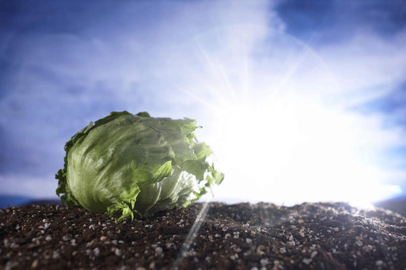 无人,横图,室内,特写,白天,正面,蔬菜,椰菜,卷心菜,阴影,朦胧,模糊,新鲜,光线,影子,云,云朵,灯光,食品,地面,云彩,食物,一个,蓝色,白云,蓝天,天空,阳光,天,摄影,有机食品,绿色食品,影棚,晴朗,单个,晴空,结球甘蓝,甘兰,包心菜,彩图,影棚拍摄,拍摄