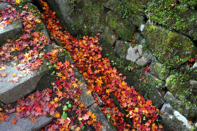 无人,横图,俯视,室外,白天,旅游,度假,美景,楼梯,叶子,日本,亚洲,许多,朦胧,模糊,阶梯,景观,枫叶,枯叶,落叶,娱乐,台阶,黄色,红色,自然,享受,休闲,景色,放松,大阪,枫树叶,自然风光,东亚,本州,大阪府,本州岛,日本国,近畿地方,近畿,叶,叶片,彩图,高角度拍摄
