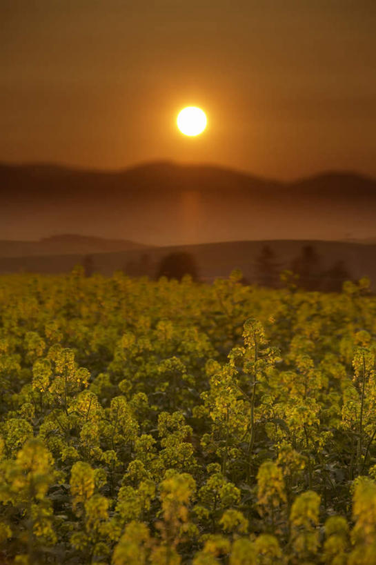 无人,农田,竖图,俯视,室外,白天,旅游,度假,庄稼,农作物,日出,美景,山,山脉,太阳,蔬菜,北海道,日本,亚洲,新鲜,盛开,景观,山峰,食品,朝霞,晨曦,黎明,山峦,花蕾,娱乐,花,花瓣,花朵,鲜花,食物,黄色,阳光,自然,群山,花苞,花蕊,享受,休闲,芥菜,景色,放松,有机食品,绿色食品,自然风光,东亚,日本国,北海道地方,北海道岛,朝阳,彩图,高角度拍摄,耕地,庄稼田,破晓