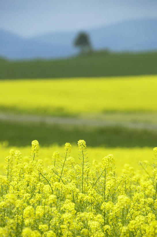 无人,竖图,室外,白天,正面,旅游,度假,草地,草坪,美景,山,山脉,植物,北海道,日本,亚洲,阴影,朦胧,模糊,盛开,光线,影子,景观,山峰,云,云朵,山峦,花蕾,云彩,娱乐,草,花,花瓣,花朵,鲜花,树,树木,黄色,蓝色,绿色,白云,蓝天,天空,阳光,自然,群山,天,花苞,花蕊,油菜花,享受,休闲,景色,放松,生长,成长,自然风光,东亚,日本国,北海道地方,北海道岛,彩图