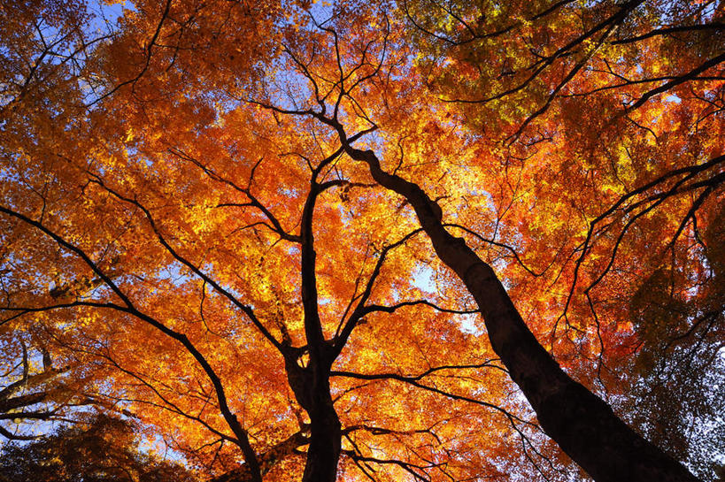 无人,横图,室外,白天,仰视,旅游,度假,美景,秋季,植物,日本,亚洲,阴影,光线,影子,景观,娱乐,树,树木,黄色,蓝色,绿色,蓝天,天空,阳光,自然,天,享受,休闲,景色,放松,遮,遮掩,大阪,生长,成长,掩盖,遮挡,自然风光,东亚,遮盖,本州,大阪府,本州岛,日本国,近畿地方,近畿,掩饰,秋,秋天,彩图,低角度拍摄