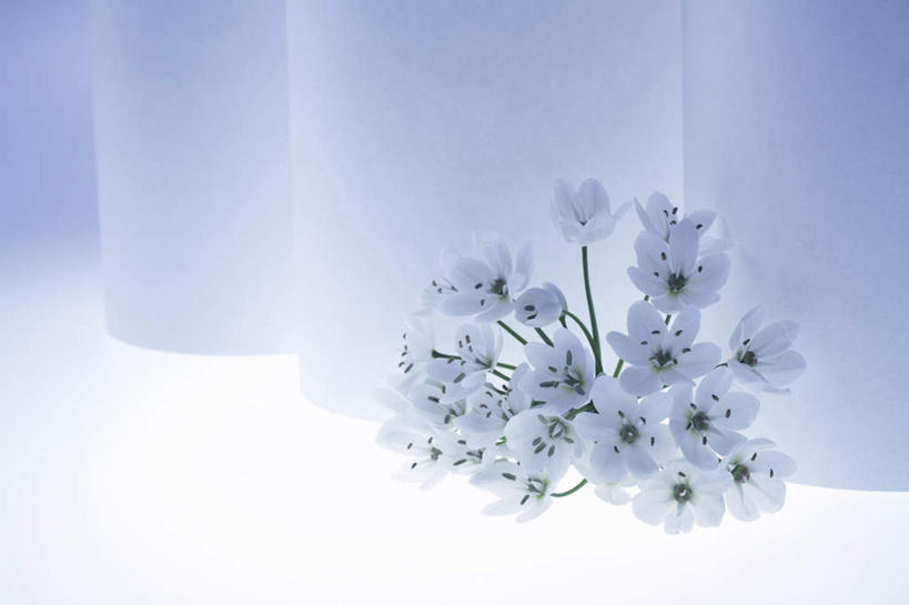 无人,横图,俯视,室内,特写,白天,窗帘,桌面,百合花,许多,阴影,盛开,光线,影子,花蕾,花,花瓣,花朵,鲜花,白色,阳光,花苞,花蕊,强瞿,百合蒜,倒仙,番韭,山丹,彩图,高角度拍摄