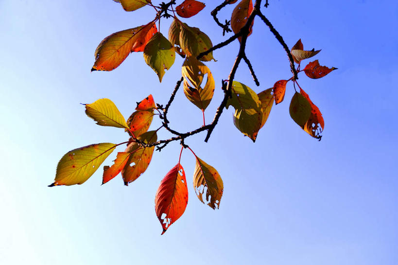 无人,横图,室外,特写,白天,仰视,旅游,度假,美景,植物,叶子,日本,亚洲,阴影,枯萎,残缺,光线,影子,景观,绿叶,娱乐,树,树木,树叶,蓝色,绿色,蓝天,天空,阳光,自然,天,享受,休闲,嫩叶,景色,放松,大阪,生长,晴朗,成长,自然风光,东亚,本州,万里无云,大阪府,本州岛,日本国,近畿地方,近畿,叶,叶片,晴空,晴空万里,彩图,低角度拍摄