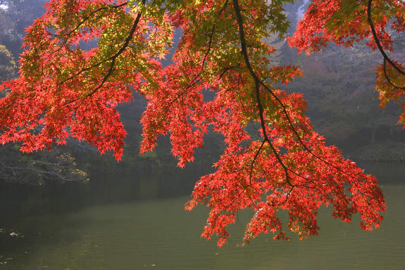 无人,横图,室外,特写,白天,正面,旅游,度假,草地,草坪,河流,美景,秋季,森林,树林,水,植物,叶子,东京,日本,亚洲,阴影,波纹,光线,影子,河水,景观,水流,绿叶,娱乐,草,树,树木,红色,绿色,水纹,阳光,自然,波浪,享受,休闲,嫩叶,景色,放松,生长,成长,自然风光,东亚,本州,关东地方,本州岛,日本国,东京都,叶,叶片,秋,秋天,彩图