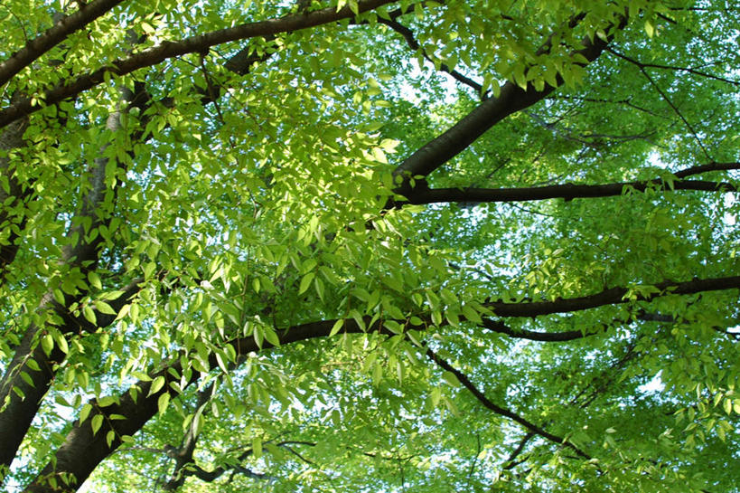 无人,横图,室外,白天,仰视,旅游,度假,草地,草坪,美景,植物,东京,日本,亚洲,阴影,光线,影子,景观,娱乐,草,树,树木,蓝色,绿色,蓝天,天空,阳光,自然,天,享受,休闲,景色,放松,遮,遮掩,生长,成长,掩盖,遮挡,自然风光,东亚,遮盖,本州,关东地方,本州岛,日本国,东京都,掩饰,彩图,低角度拍摄