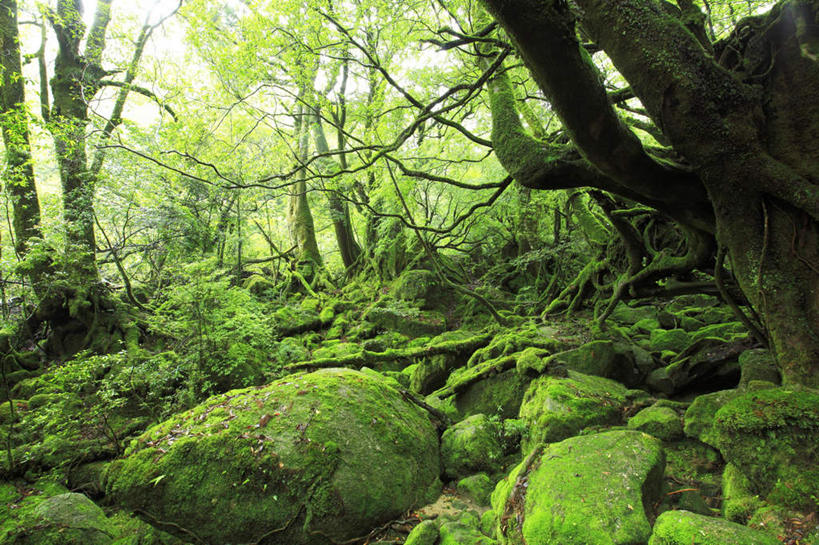 无人,横图,室外,白天,仰视,旅游,度假,草地,草坪,礁石,石头,美景,森林,树林,植物,鹿儿岛,日本,亚洲,一堆,阴影,堆叠,堆积,光线,石子,影子,景观,娱乐,草,树,树木,蓝色,绿色,蓝天,天空,阳光,自然,天,享受,休闲,景色,放松,生长,成长,堆,自然风光,东亚,日本国,九州本岛,九州,九州岛,九州地方,鹿儿岛县,礁,石块,岩石,彩图,低角度拍摄