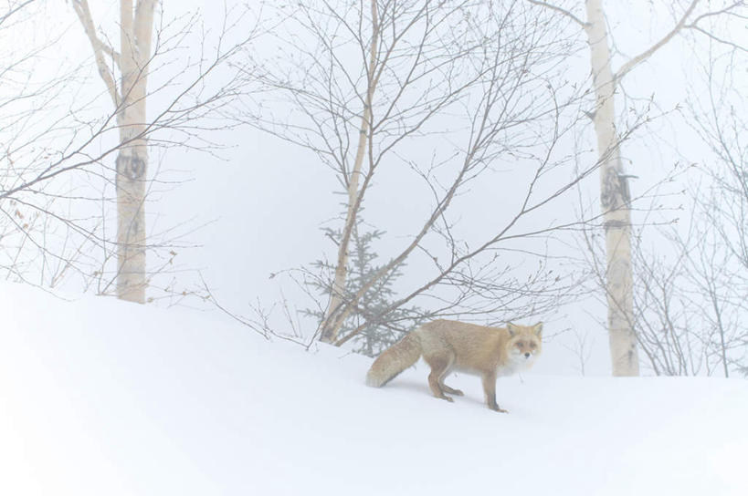 无人,横图,室外,白天,侧面,旅游,度假,美景,雪,植物,大雪,狐狸,野生动物,北海道,日本,亚洲,阴影,反射,影子,积雪,景观,雪景,冬季,冬天,娱乐,树,树木,一只,绿色,自然,动物,享受,休闲,景色,放松,寒冷,可爱,活泼,生长,成长,自然风光,狡猾,东亚,日本国,北海道地方,北海道岛,严寒,红狐,彩图