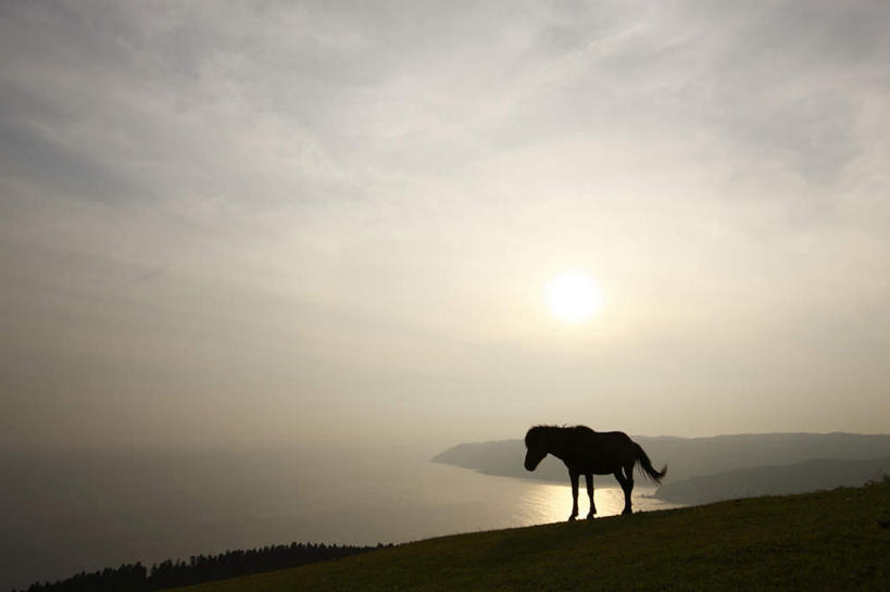 无人,站,横图,室外,白天,侧面,旅游,度假,海浪,海洋,美景,沙滩,马,野生动物,日本,亚洲,阴影,光线,沙子,影子,海岸,景观,浪花,云,云朵,沙地,云彩,娱乐,一匹,蓝色,黑色,白云,蓝天,天空,阳光,自然,海水,动物,天,低头,站着,享受,休闲,景色,放松,运输,牲畜,自然风光,海景,东亚,日本国,九州本岛,九州,九州岛,九州地方,宫崎,宫崎县,大海,风浪,海,海水的波动,海滩,近岸浪,涌浪,站立,彩图