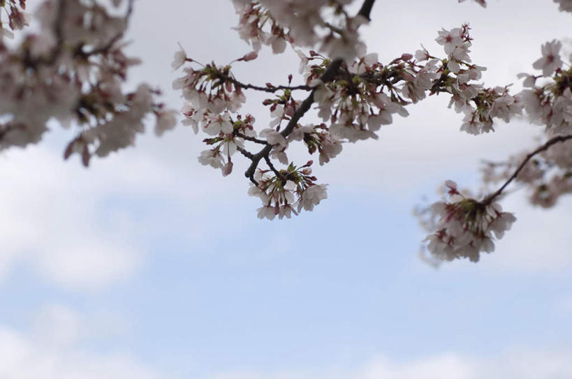 无人,横图,室外,白天,仰视,旅游,度假,美景,植物,樱花,阴影,盛开,光线,影子,景观,云,云朵,花蕾,云彩,娱乐,花,花瓣,花朵,鲜花,树,树木,粉色,蓝色,绿色,白云,蓝天,天空,阳光,自然,天,花苞,花蕊,享受,休闲,景色,放松,生长,成长,自然风光,仙樱花,福岛樱,青肤樱,荆桃,彩图,低角度拍摄