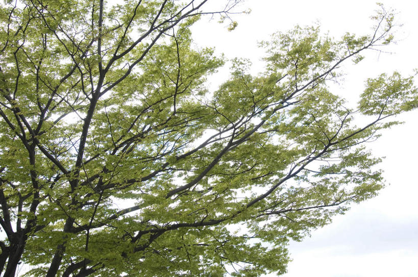 无人,横图,室外,白天,仰视,旅游,度假,美景,植物,阴影,光线,影子,景观,云,云朵,云彩,娱乐,树,树木,蓝色,绿色,白云,蓝天,天空,阳光,自然,天,享受,休闲,景色,放松,遮,遮掩,生长,成长,掩盖,遮挡,自然风光,遮盖,掩饰,彩图,低角度拍摄