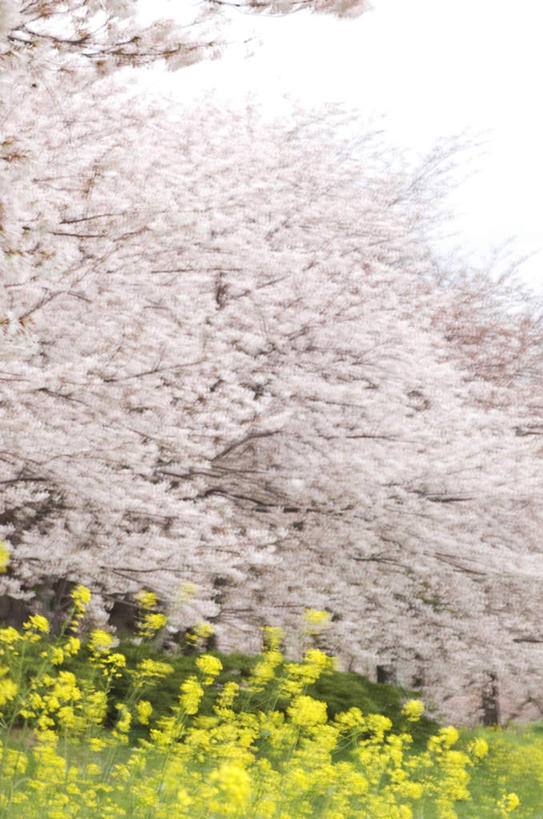 无人,竖图,室外,白天,正面,旅游,度假,美景,植物,樱花,阴影,盛开,光线,影子,景观,花蕾,娱乐,花,花瓣,花朵,鲜花,树,树木,粉色,黄色,蓝色,绿色,蓝天,天空,阳光,自然,天,花苞,花蕊,油菜花,享受,休闲,景色,放松,生长,成长,自然风光,仙樱花,福岛樱,青肤樱,荆桃,彩图