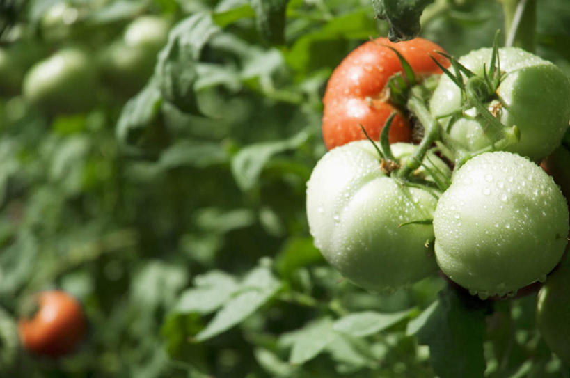 无人,农田,横图,室内,特写,白天,正面,旅游,度假,庄稼,农作物,美景,蔬菜,西红柿,叶子,许多,悬挂,阴影,朦胧,模糊,新鲜,光线,影子,景观,食品,绿叶,娱乐,食物,红色,绿色,阳光,自然,享受,休闲,球体,嫩叶,景色,放松,有机食品,绿色食品,自然风光,叶,叶片,番茄,彩图,耕地,庄稼田