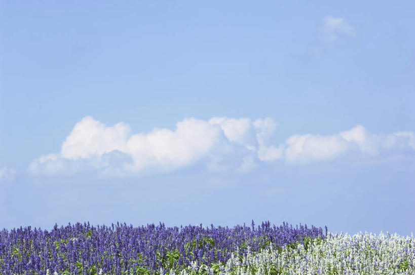 无人,横图,室外,白天,正面,旅游,度假,草地,草坪,美景,植物,阴影,盛开,光线,影子,景观,云,云朵,花蕾,云彩,娱乐,草,花,花瓣,花朵,鲜花,蓝色,绿色,紫色,白云,蓝天,天空,阳光,自然,天,花苞,花蕊,享受,休闲,景色,放松,自然风光,彩图