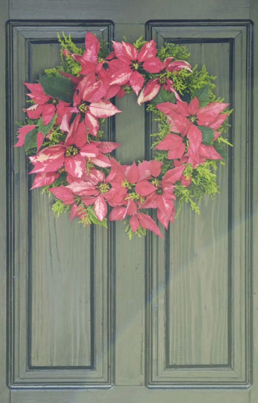 无人,竖图,室外,特写,白天,正面,门,松树,圣诞节,许多,阴影,节日,庆祝,装饰,环绕,盛开,围绕,光线,花环,影子,圣诞红,一品红,花蕾,文化,花,花瓣,花朵,鲜花,树叶,一个,红色,绿色,阳光,门框,花苞,花蕊,圣诞花,庆典,猩猩木,单个,纪念,绿洲,华丽,修饰,圣诞花环,点缀,衬托,美观,雅致,雅观,圣诞圈,彩图