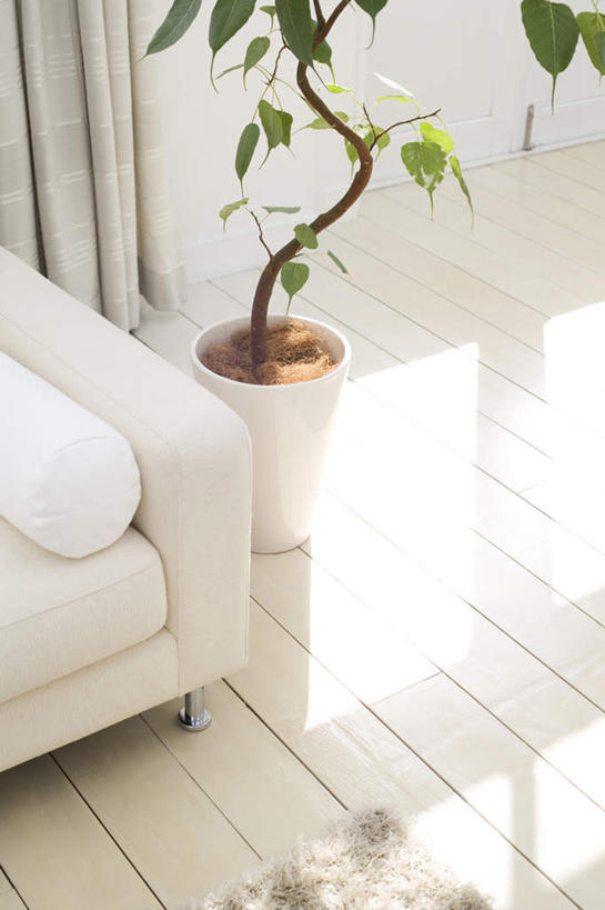 无人,客厅,竖图,俯视,室内,白天,植物,窗户,地板,靠垫,落地窗,沙发,一排,阴影,条纹,整齐,光线,盆栽,影子,墙,靠枕,盆景,地面,木地板,玻璃窗,墙壁,墙面,排列,绿色,白色,阳光,自然,垫子,枕头,生长,成长,起居室,队列,布艺沙发,彩图,高角度拍摄