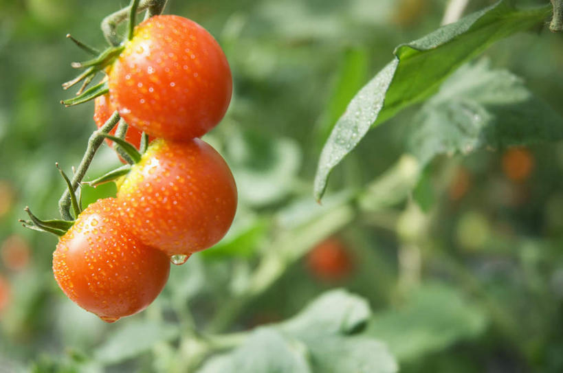 无人,农田,横图,室外,特写,白天,正面,旅游,度假,庄稼,农作物,植物,蔬菜,西红柿,叶子,许多,阴影,朦胧,模糊,新鲜,光线,纹理,影子,食品,绿叶,娱乐,食物,红色,绿色,阳光,享受,休闲,球体,嫩叶,放松,有机食品,绿色食品,肌理,叶,叶片,叶脉,樱桃番茄,圣女果,番茄,彩图,耕地,庄稼田