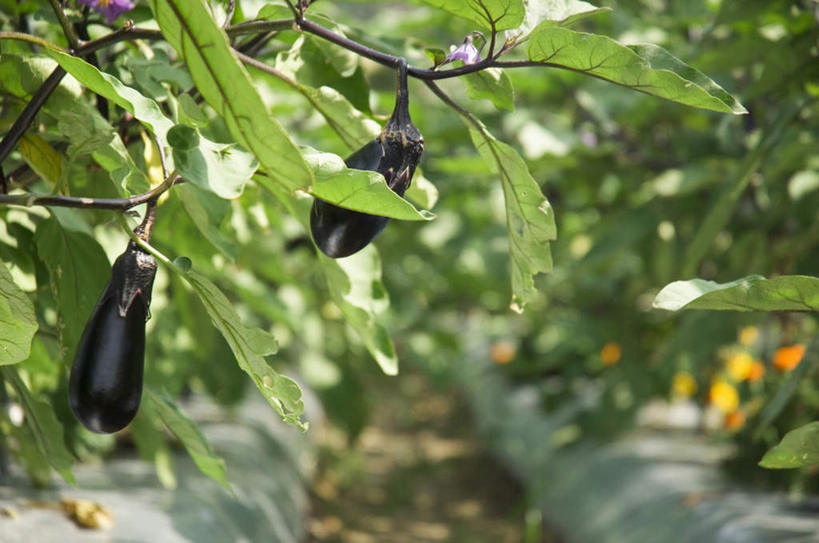 农田,横图,室内,特写,白天,正面,旅游,度假,庄稼,农作物,茄子,蔬菜,叶子,阴影,朦胧,模糊,新鲜,光线,影子,食品,绿叶,娱乐,食物,两个,紫色,阳光,享受,休闲,嫩叶,放松,有机食品,绿色食品,叶,叶片,落苏,酪酥,昆仑瓜,矮瓜,半身,彩图,耕地,庄稼田