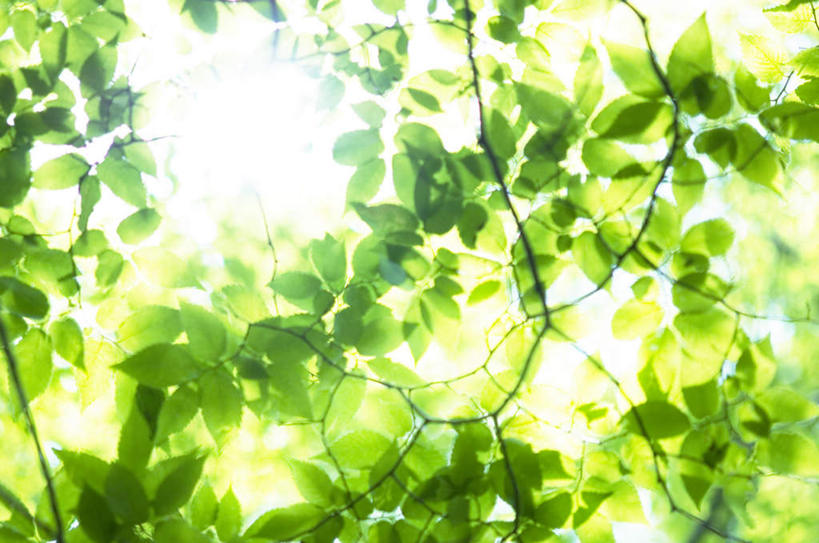 无人,横图,室外,白天,仰视,旅游,度假,美景,植物,叶子,阴影,朦胧,模糊,光线,影子,景观,绿叶,娱乐,树,树木,蓝色,绿色,蓝天,天空,阳光,自然,天,享受,休闲,嫩叶,景色,放松,生长,成长,自然风光,叶,叶片,彩图,低角度拍摄