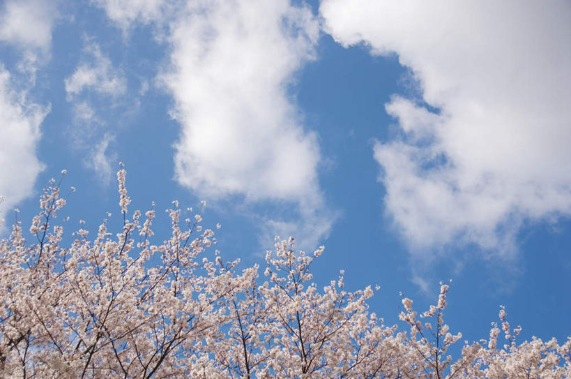 无人,横图,室外,白天,仰视,旅游,度假,美景,植物,樱花,阴影,盛开,光线,影子,景观,云,云朵,花蕾,云彩,娱乐,花,花瓣,花朵,鲜花,树,树木,粉色,蓝色,绿色,白云,蓝天,天空,阳光,自然,天,花苞,花蕊,享受,休闲,景色,放松,生长,成长,自然风光,仙樱花,福岛樱,青肤樱,荆桃,彩图,低角度拍摄