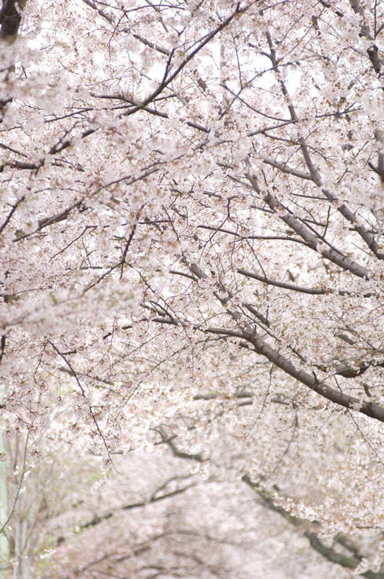 无人,竖图,室外,白天,仰视,旅游,度假,美景,植物,樱花,阴影,盛开,光线,影子,景观,花蕾,娱乐,花,花瓣,花朵,鲜花,树,树木,粉色,蓝色,绿色,蓝天,天空,阳光,自然,天,花苞,花蕊,享受,休闲,景色,放松,生长,成长,自然风光,仙樱花,福岛樱,青肤樱,荆桃,彩图,低角度拍摄