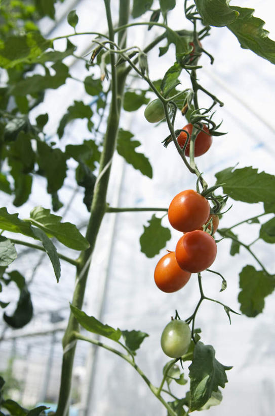 无人,竖图,室内,白天,仰视,旅游,度假,美景,蔬菜,西红柿,叶子,阴影,朦胧,模糊,新鲜,光线,影子,景观,食品,绿叶,娱乐,食物,红色,蓝色,蓝天,天空,阳光,自然,天,四个,享受,休闲,嫩叶,景色,放松,有机食品,绿色食品,自然风光,叶,叶片,番茄,彩图,低角度拍摄