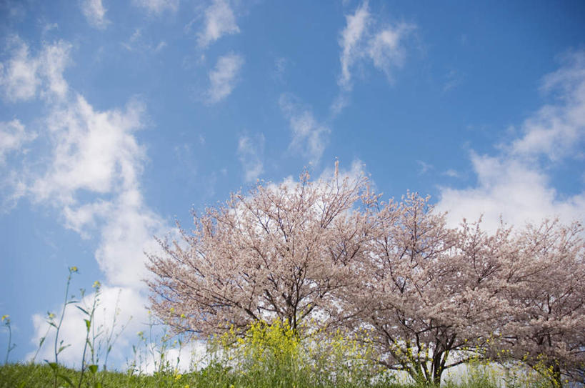 无人,横图,室外,白天,仰视,旅游,度假,草地,草坪,美景,植物,樱花,阴影,盛开,光线,影子,景观,云,云朵,花蕾,云彩,娱乐,草,花,花瓣,花朵,鲜花,树,树木,粉色,蓝色,绿色,白云,蓝天,天空,阳光,自然,天,花苞,花蕊,享受,休闲,景色,放松,生长,成长,自然风光,仙樱花,福岛樱,青肤樱,荆桃,彩图,低角度拍摄