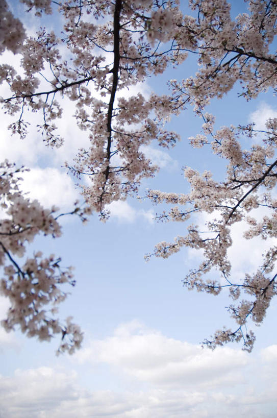 无人,竖图,室外,白天,仰视,旅游,度假,美景,植物,樱花,阴影,盛开,光线,影子,景观,云,云朵,花蕾,云彩,娱乐,花,花瓣,花朵,鲜花,树,树木,粉色,蓝色,绿色,白云,蓝天,天空,阳光,自然,天,花苞,花蕊,享受,休闲,景色,放松,生长,成长,自然风光,仙樱花,福岛樱,青肤樱,荆桃,彩图,低角度拍摄