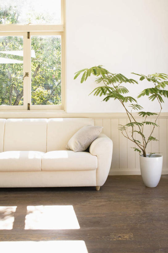 无人,客厅,竖图,俯视,室内,白天,旅游,度假,植物,窗户,地板,靠垫,沙发,阴影,光线,盆栽,影子,墙,靠枕,盆景,地面,娱乐,木地板,玻璃窗,墙壁,墙面,树,树木,绿色,阳光,自然,垫子,枕头,享受,休闲,放松,生长,成长,起居室,布艺沙发,彩图,高角度拍摄