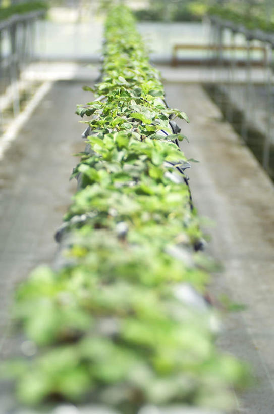 无人,农田,竖图,俯视,室内,白天,旅游,度假,庄稼,农作物,美景,草莓,浆果,叶子,一排,许多,阴影,朦胧,模糊,整齐,光线,影子,景观,绿叶,温室,娱乐,排列,阳光,自然,享受,休闲,嫩叶,景色,放松,队列,自然风光,叶,叶片,洋莓,水果皇后,红莓,地莓,彩图,高角度拍摄,耕地,庄稼田