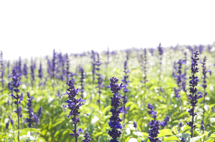 无人,横图,室内,白天,正面,旅游,度假,草地,草坪,美景,植物,阴影,盛开,光线,影子,景观,云,云朵,花蕾,云彩,娱乐,草,花,花瓣,花朵,鲜花,蓝色,绿色,紫色,白云,蓝天,天空,阳光,自然,香草,天,花苞,花蕊,薰衣草,享受,休闲,景色,放松,自然风光,灵香草,黄香草,彩图