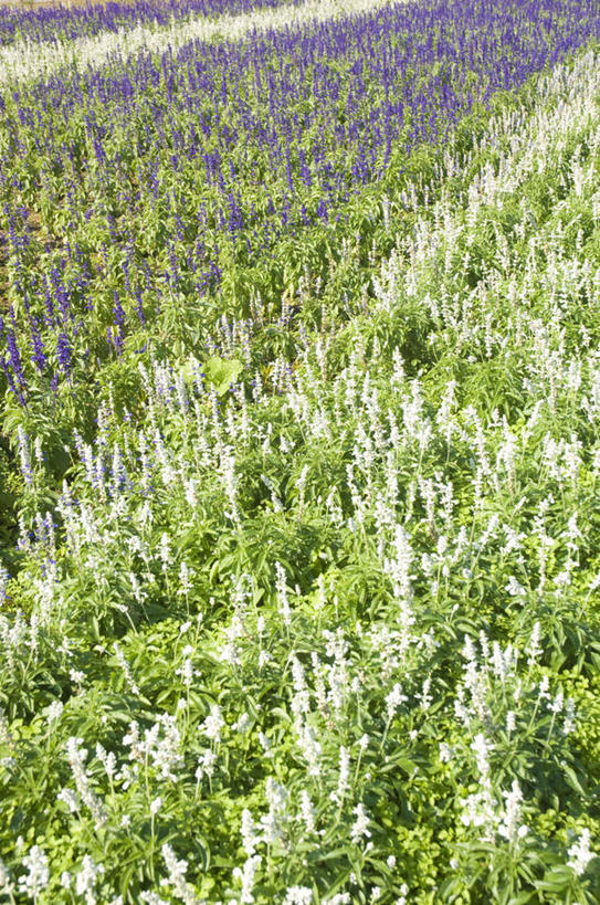 无人,家庭,竖图,俯视,室外,白天,旅游,度假,智慧,草地,草坪,美景,植物,阴影,盛开,光线,影子,景观,花蕾,娱乐,草,花,花瓣,花朵,鲜花,绿色,紫色,阳光,自然,香草,花苞,花蕊,薰衣草,享受,休闲,景色,放松,鼠尾草,自然风光,灵香草,黄香草,理性,彩图,高角度拍摄