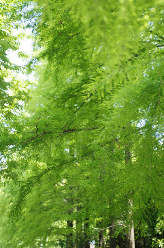 无人,竖图,室外,白天,仰视,树林,植物,叶子,许多,云,云朵,云彩,树,树木,蓝色,绿色,白云,蓝天,天空,自然,天,嫩叶,生长,晴朗,成长,叶,叶片,晴空,彩图,低角度拍摄