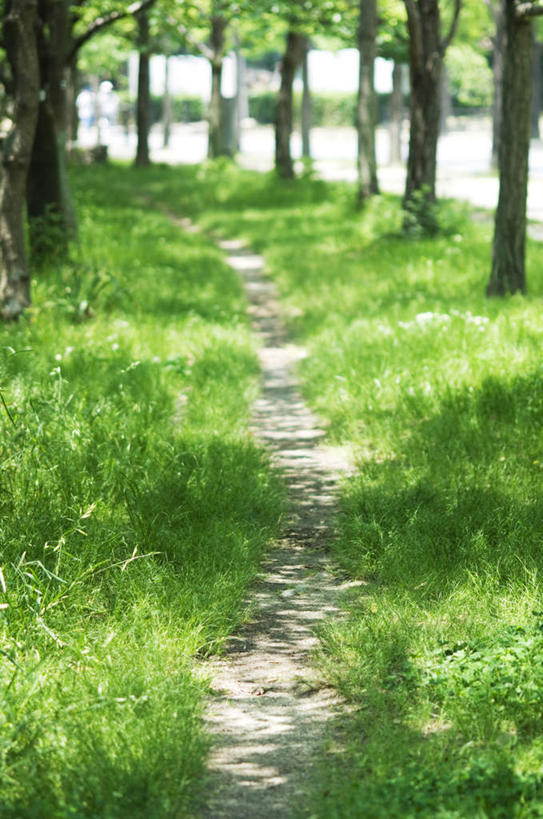 无人,竖图,俯视,室外,白天,草地,草坪,树林,植物,道路,路,许多,阴影,光线,影子,小路,交通,草,树,树木,绿色,阳光,自然,生长,成长,彩图,高角度拍摄