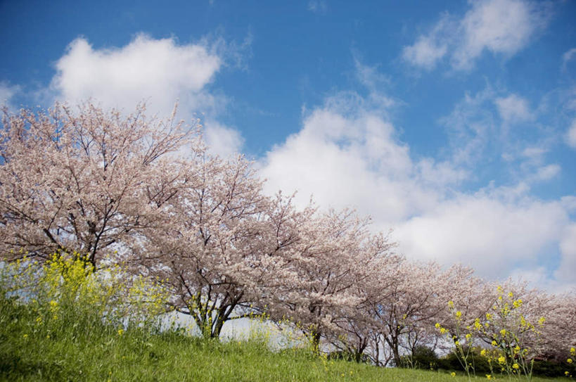 无人,横图,室外,白天,仰视,旅游,度假,草地,草坪,美景,植物,樱花,盛开,景观,云,云朵,花蕾,云彩,娱乐,草,花,花瓣,花朵,鲜花,树,树木,粉色,黄色,蓝色,绿色,白云,蓝天,天空,自然,天,花苞,花蕊,油菜花,享受,休闲,景色,放松,生长,晴朗,成长,自然风光,仙樱花,福岛樱,青肤樱,晴空,荆桃,彩图,低角度拍摄,芸苔,芸薹