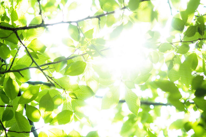 无人,横图,室外,白天,仰视,旅游,度假,美景,植物,叶子,景观,绿叶,娱乐,树,树木,树枝,绿色,自然,享受,休闲,嫩叶,景色,放松,生长,成长,自然风光,叶,叶片,彩图,低角度拍摄