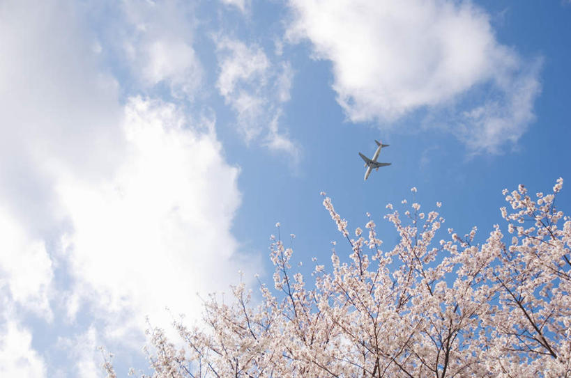无人,横图,室外,白天,仰视,飞机,樱花,飞翔,盛开,飞行,云,云朵,花蕾,云彩,航空,花,花瓣,花朵,鲜花,粉色,蓝色,白云,蓝天,天空,交通工具,天,花苞,花蕊,一架,晴朗,客机,载具,仙樱花,福岛樱,青肤樱,晴空,荆桃,彩图,低角度拍摄