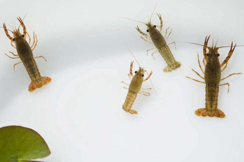 海鲜,无人,横图,俯视,室内,特写,白天,水,静物,叶子,四只,透明,液体,水滴,虾,绿叶,干净,水产,海洋生物,白色,嫩叶,摄影,影棚,游动,水生动物,海产品,水生物,海底动物,叶,叶片,彩图,高角度拍摄,影棚拍摄,拍摄