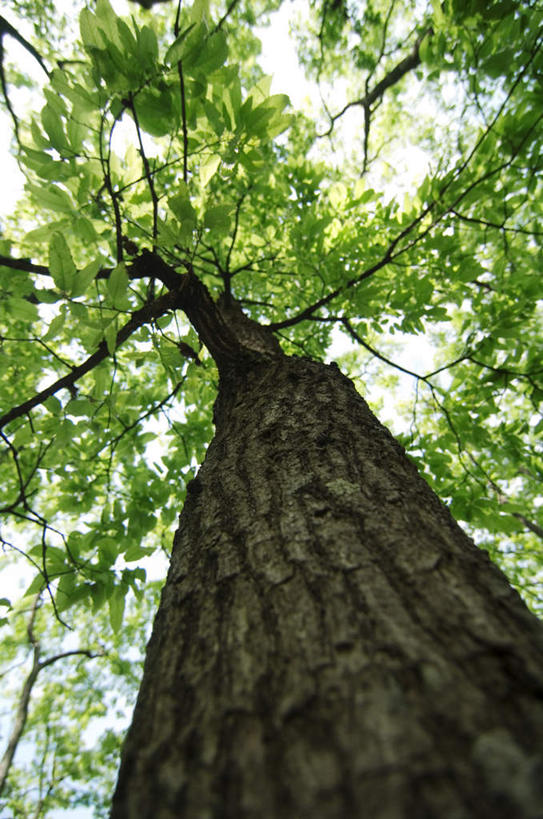 无人,竖图,室外,白天,仰视,旅游,度假,美景,植物,一棵,景观,枝条,娱乐,树,树干,树木,树枝,蓝色,绿色,蓝天,天空,自然,天,享受,休闲,景色,放松,生长,晴朗,成长,自然风光,万里无云,晴空,晴空万里,彩图,低角度拍摄