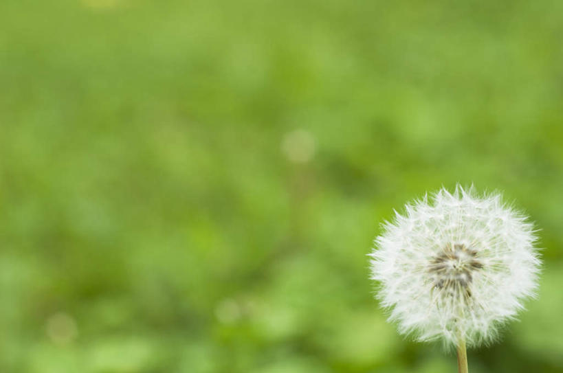无人,横图,室外,特写,白天,正面,旅游,度假,草地,草坪,美景,植物,蒲公英,朦胧,模糊,盛开,景观,花蕾,娱乐,草,花,花瓣,花朵,鲜花,一朵,绿色,白色,自然,花苞,花蕊,享受,休闲,景色,放松,自然风光,蒲公草,尿床草,彩图
