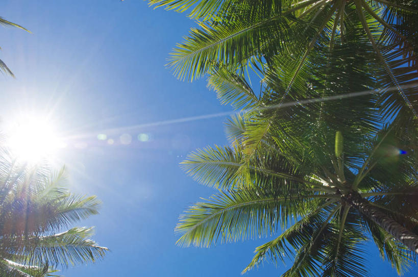 无人,横图,室外,白天,仰视,旅游,度假,美景,太阳,植物,棕榈树,叶子,阴影,光线,影子,景观,绿叶,娱乐,树,树木,绿色,阳光,自然,享受,休闲,嫩叶,景色,放松,生长,成长,自然风光,棕榈叶,叶,叶片,彩图,低角度拍摄