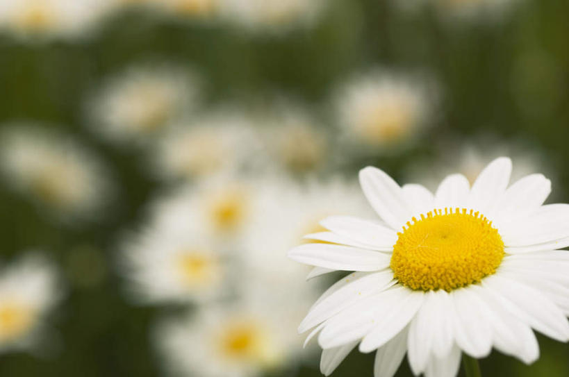 无人,横图,俯视,室外,特写,白天,旅游,度假,快乐,幸福,花海,花圃,美景,植物,静物,叶子,许多,盛开,景观,绿叶,玛格丽特,花蕾,娱乐,雏菊,花,花瓣,花朵,花卉,鲜花,绿色,白色,自然,花丛,花田,花苞,花蕊,享受,休闲,嫩叶,菊花,景色,放松,活力,生长,成长,希望,坚强,自然风光,和平,离别,延命菊,幸福花,春菊,马兰头花,暗恋,纯情,单恋,天真,叶,叶片,彩图,高角度拍摄,愉快