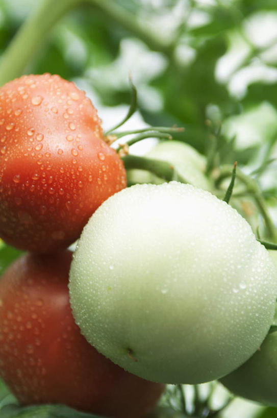 无人,竖图,室外,特写,白天,仰视,水,植物,露水,蔬菜,西红柿,叶子,悬挂,朦胧,模糊,新鲜,透明,液体,水滴,食品,绿叶,水珠,树,树木,食物,红色,绿色,自然,露珠,嫩叶,有机食品,绿色食品,生长,成长,生机,剔透,灵动,通明,叶,叶片,番茄,彩图,低角度拍摄,晶莹