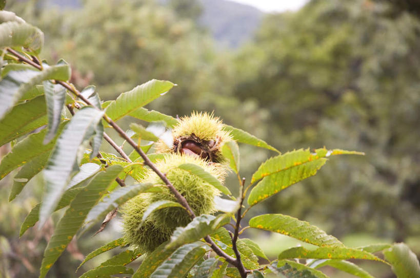 无人,横图,室外,特写,白天,正面,旅游,度假,美景,植物,叶子,朦胧,模糊,景观,板栗,栗子,坚果,绿叶,毛栗子,娱乐,树,树木,树枝,绿色,自然,享受,休闲,嫩叶,景色,放松,生长,成长,自然风光,毛栗,栗果,栗楔,叶,叶片,彩图