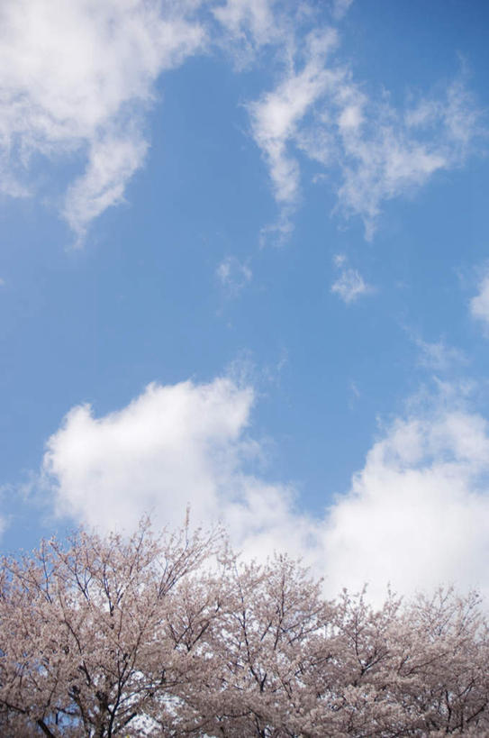 无人,竖图,室外,白天,仰视,旅游,度假,幸福,纯洁,美景,植物,樱花,许多,盛开,景观,云,云朵,花蕾,云彩,娱乐,花,花瓣,花朵,鲜花,树,树木,树枝,粉色,蓝色,绿色,白云,蓝天,天空,自然,天,花苞,花蕊,享受,休闲,景色,放松,生长,晴朗,成长,等待,生命,自然风光,仙樱花,福岛樱,青肤樱,高尚,热烈,晴空,荆桃,彩图,低角度拍摄