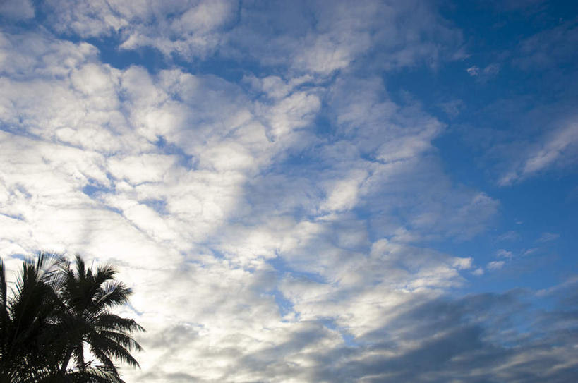 无人,横图,室外,白天,仰视,旅游,度假,美景,植物,棕榈树,叶子,阴影,光线,影子,景观,云,云朵,绿叶,云彩,娱乐,树,树木,蓝色,绿色,白云,蓝天,天空,阳光,自然,天,享受,休闲,嫩叶,景色,放松,生长,晴朗,成长,自然风光,棕榈叶,叶,叶片,晴空,彩图,低角度拍摄