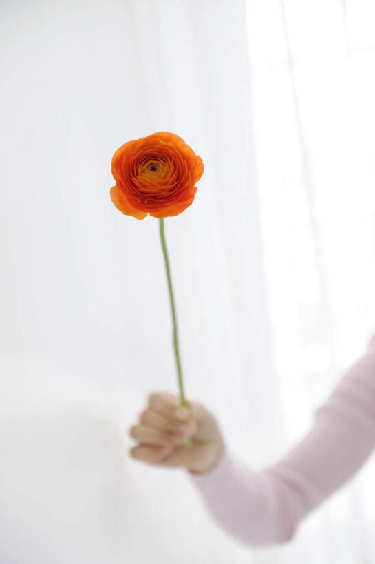 东方人,一个人,站,竖图,室内,特写,白天,白色背景,正面,亚洲,仅一个年轻女性,仅一个女性,仅一个人,服装,盛开,拿,花蕾,拿着,休闲装,黄种人,花,花瓣,花朵,鲜花,一朵,衣服,红色,花苞,花蕊,站着,休闲,休闲服,摄影,服饰,影棚,年轻女性,女人,女性,亚洲人,站立,半身,彩图,影棚拍摄,拍摄