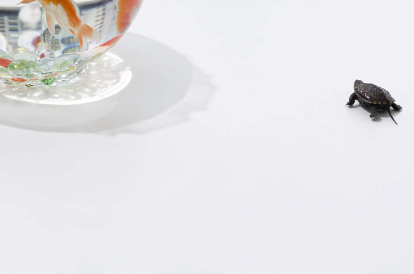 无人,横图,俯视,室内,白天,白色背景,游戏,桌面,桌子,龟,玩具,玻璃,两条,阴影,光线,金鱼,鱼,影子,鱼缸,玩,娱乐,弹珠,鱼类,玻璃制品,一只,红色,阳光,趴着,休闲,健康,益智,游,摄影,影棚,活动,发泄,消遣,欣赏,智力,坚定,弹球,宣泄,美观,长寿,乌龟,观赏鱼,金鲫鱼,趴,玩耍,嬉戏,彩图,高角度拍摄,全身,影棚拍摄,拍摄