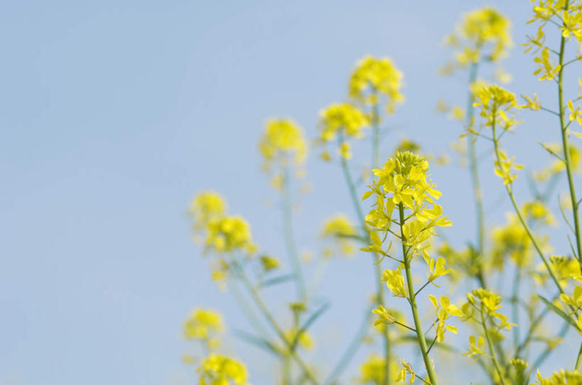 无人,横图,室外,特写,白天,仰视,旅游,度假,花海,花圃,美景,植物,叶子,许多,阴影,盛开,光线,影子,景观,绿叶,花蕾,娱乐,花,花瓣,花朵,花卉,鲜花,黄色,蓝色,绿色,蓝天,天空,阳光,自然,花丛,花田,天,花苞,花蕊,油菜花,享受,休闲,嫩叶,景色,放松,生长,晴朗,成长,自然风光,万里无云,叶,叶片,晴空,晴空万里,彩图,低角度拍摄,芸苔,芸薹